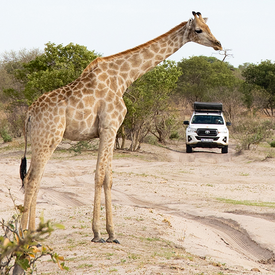 Travel Brand Africa